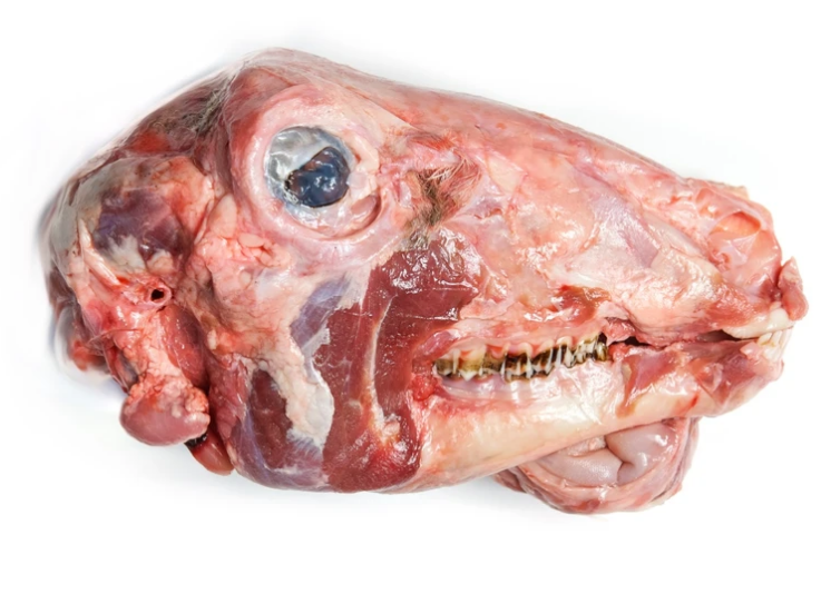 Lamb Head